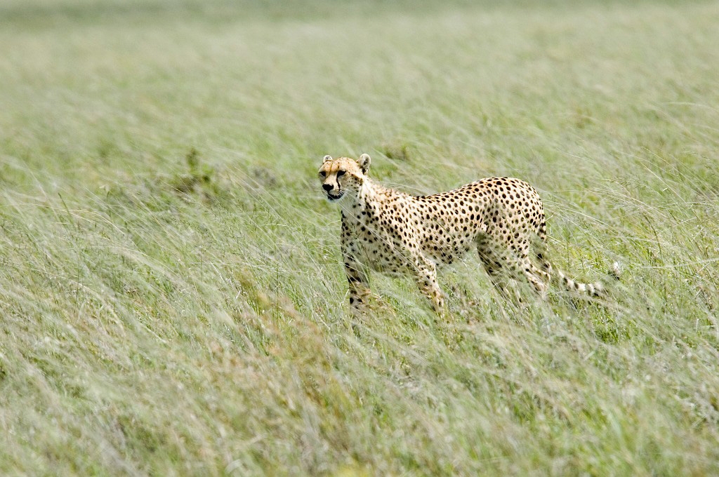 Serengeti Gepard02.jpg - Cheetah (Acinonyx jubatus), Serengeti N.P. Tanzania 2006